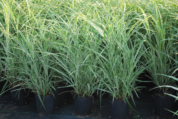 Miscanthus s. 'Cosmopolitan' (Cosmopolitan Grass)