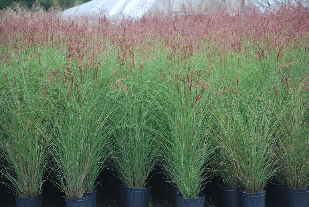 Miscanthus sinensis 'Gracillimus' (Maiden Grass)
