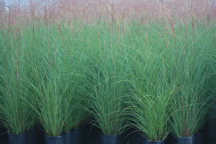Miscanthus sinensis 'Gracillimus' (Maiden Grass)
