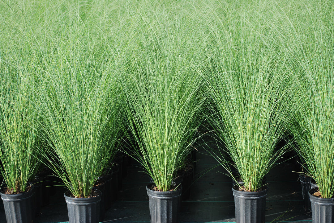Miscanthus sinensis 'Gracillimus' (Maiden Grass)
