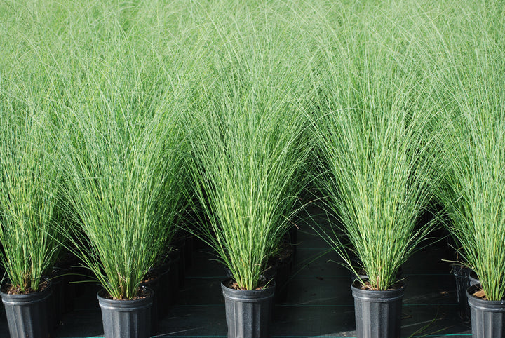Miscanthus sinensis 'Gracillimus' (Maiden Grass)
