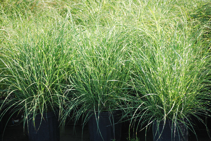 Miscanthus sinensis 'Little Zebra' (Variegated Maiden Grass)