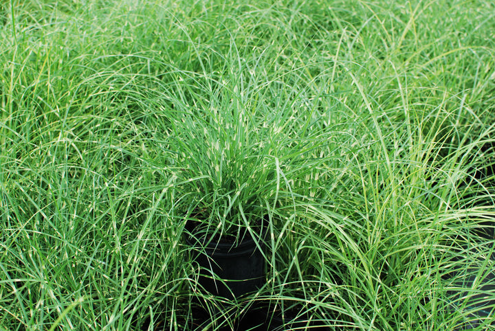Miscanthus sinensis 'Little Zebra' (Variegated Maiden Grass)