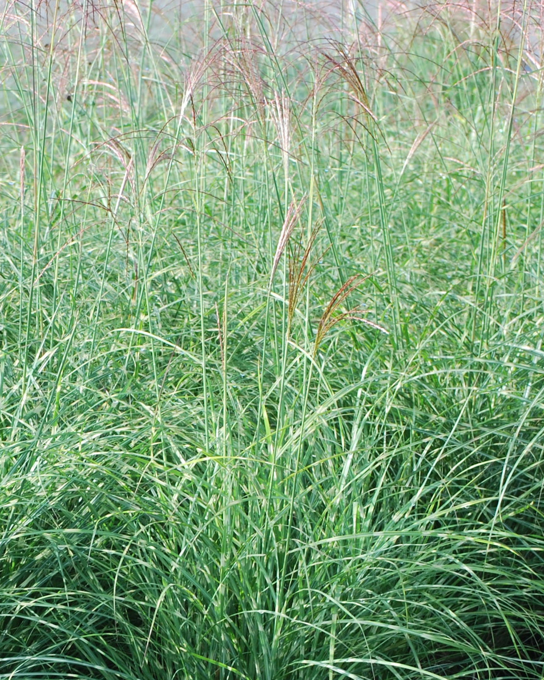 Miscanthus sinensis 'Little Zebra' (Variegated Maiden Grass)