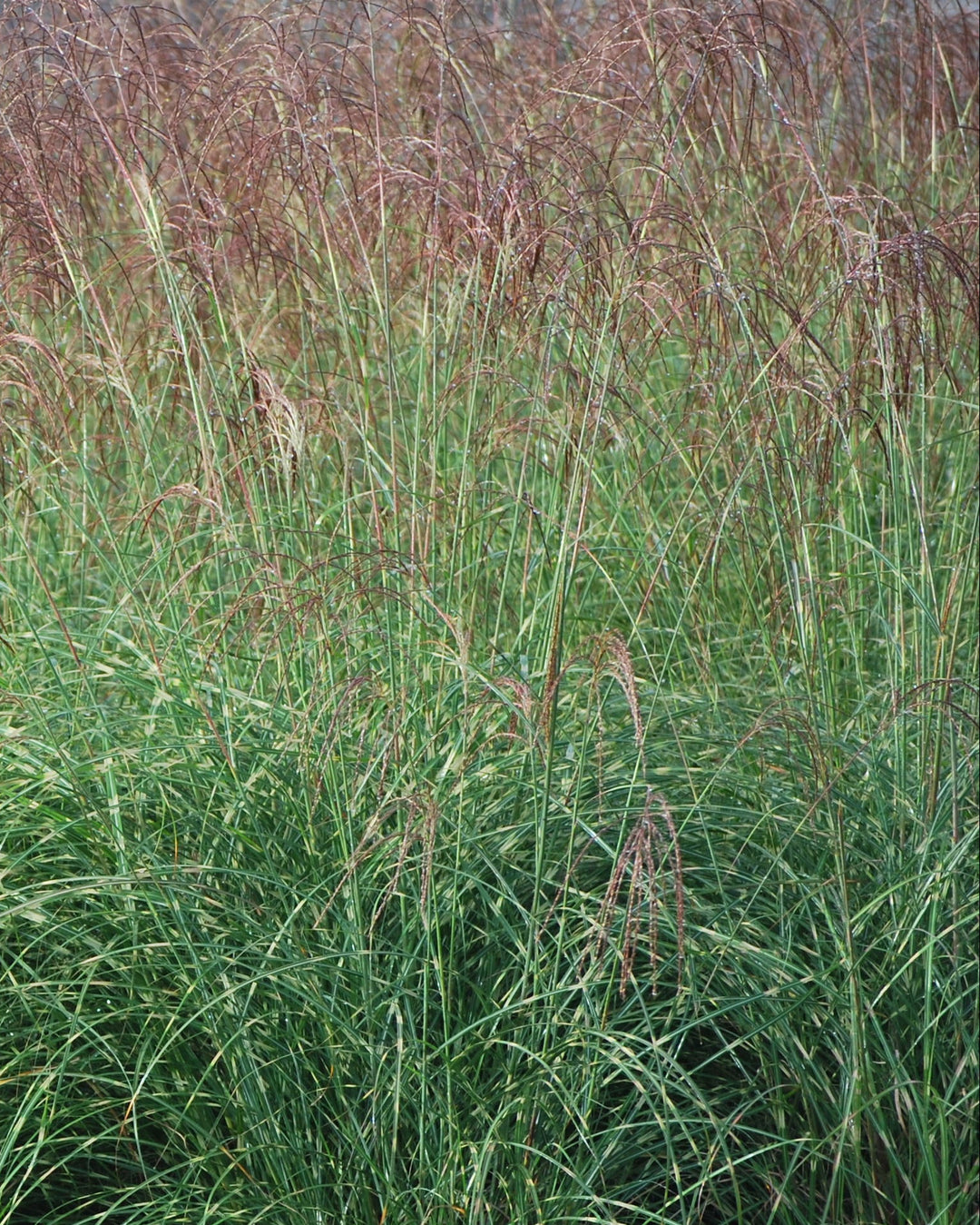 Miscanthus sinensis 'Little Zebra' (Variegated Maiden Grass)