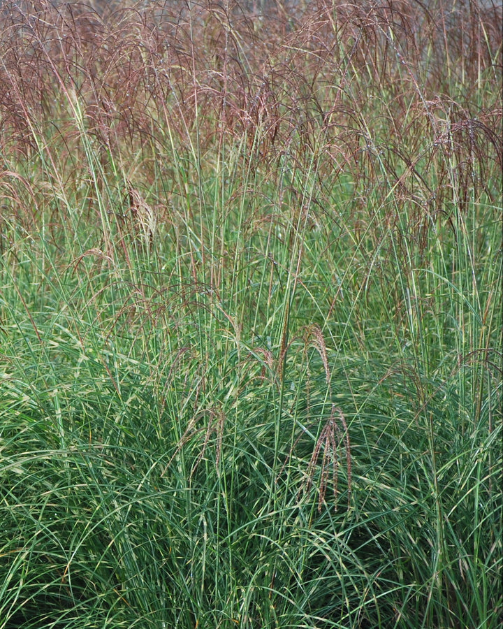 Miscanthus sinensis 'Little Zebra' (Variegated Maiden Grass)