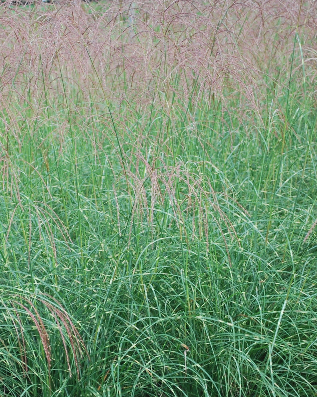 Miscanthus sinensis 'Little Zebra' (Variegated Maiden Grass)