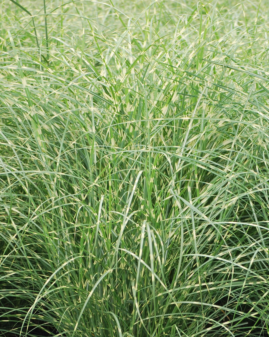 Miscanthus sinensis 'Little Zebra' (Variegated Maiden Grass)
