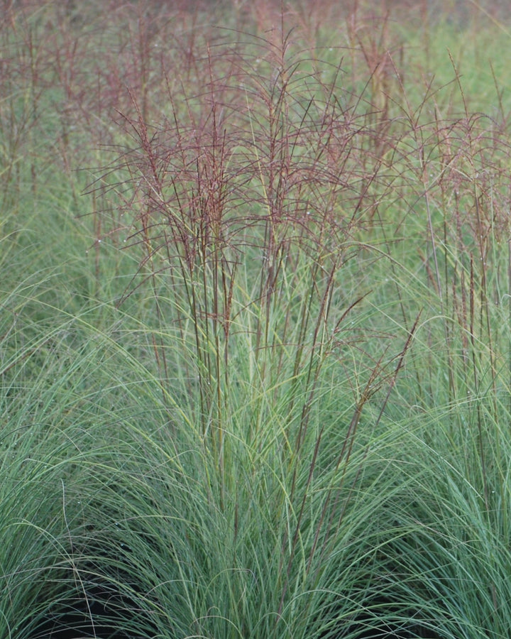 Miscanthus sinensis 'Morning Light' (Variegated Maiden Grass)