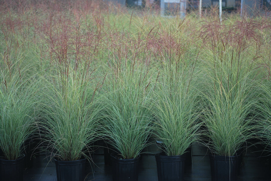 Miscanthus sinensis 'Morning Light' (Variegated Maiden Grass)