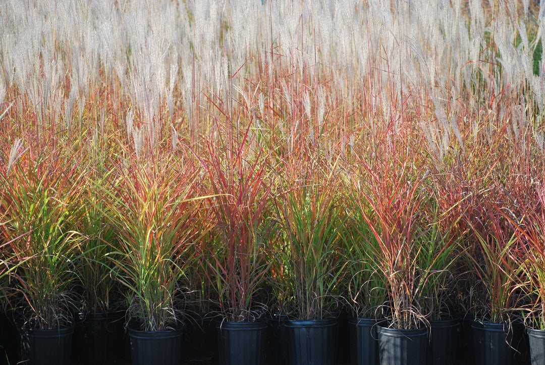Miscanthus 'Purpurascens' (Red-Leaved Miscanthus)
