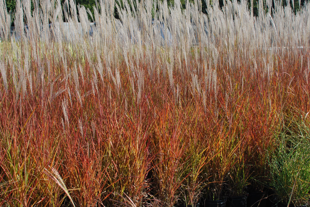 Miscanthus 'Purpurascens' (Red-Leaved Miscanthus)