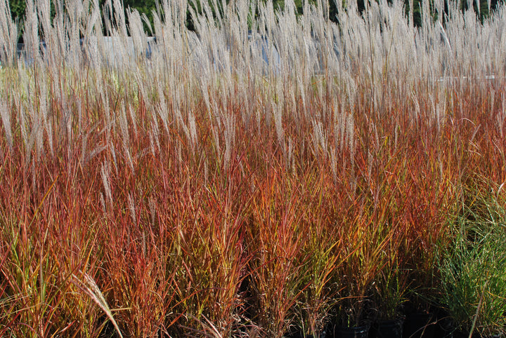 Miscanthus 'Purpurascens' (Red-Leaved Miscanthus)