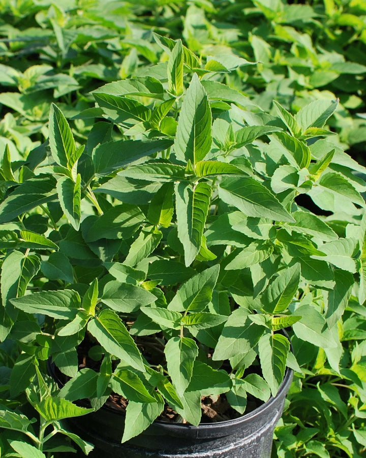 Monarda fistulosa (Wild bergamot)