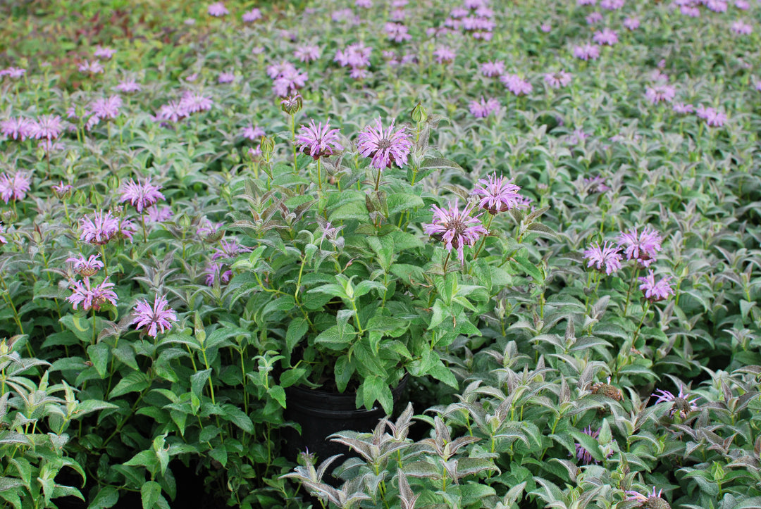 Monarda x 'Blue Moon' (Sugar Buzz® Bee Balm)