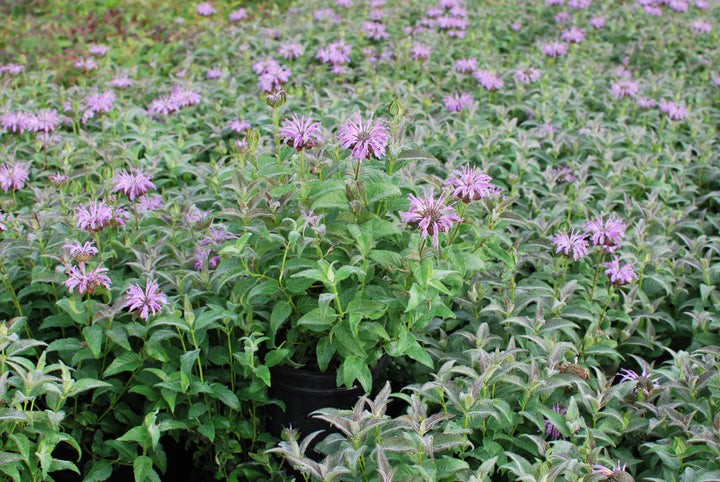 Monarda x 'Blue Moon' (Sugar Buzz® Bee Balm)