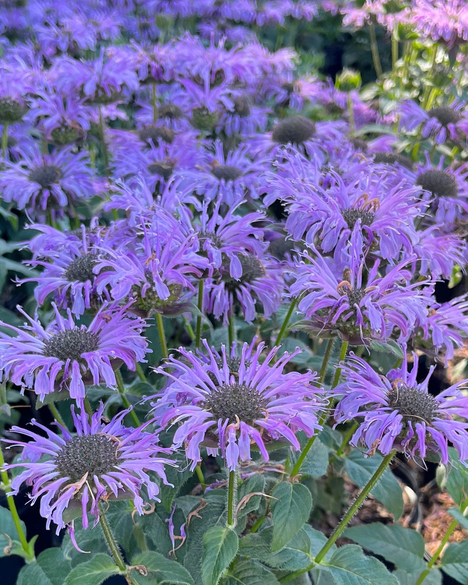 Monarda x 'Blue Moon' (Sugar Buzz® Bee Balm) – Perennial Farm