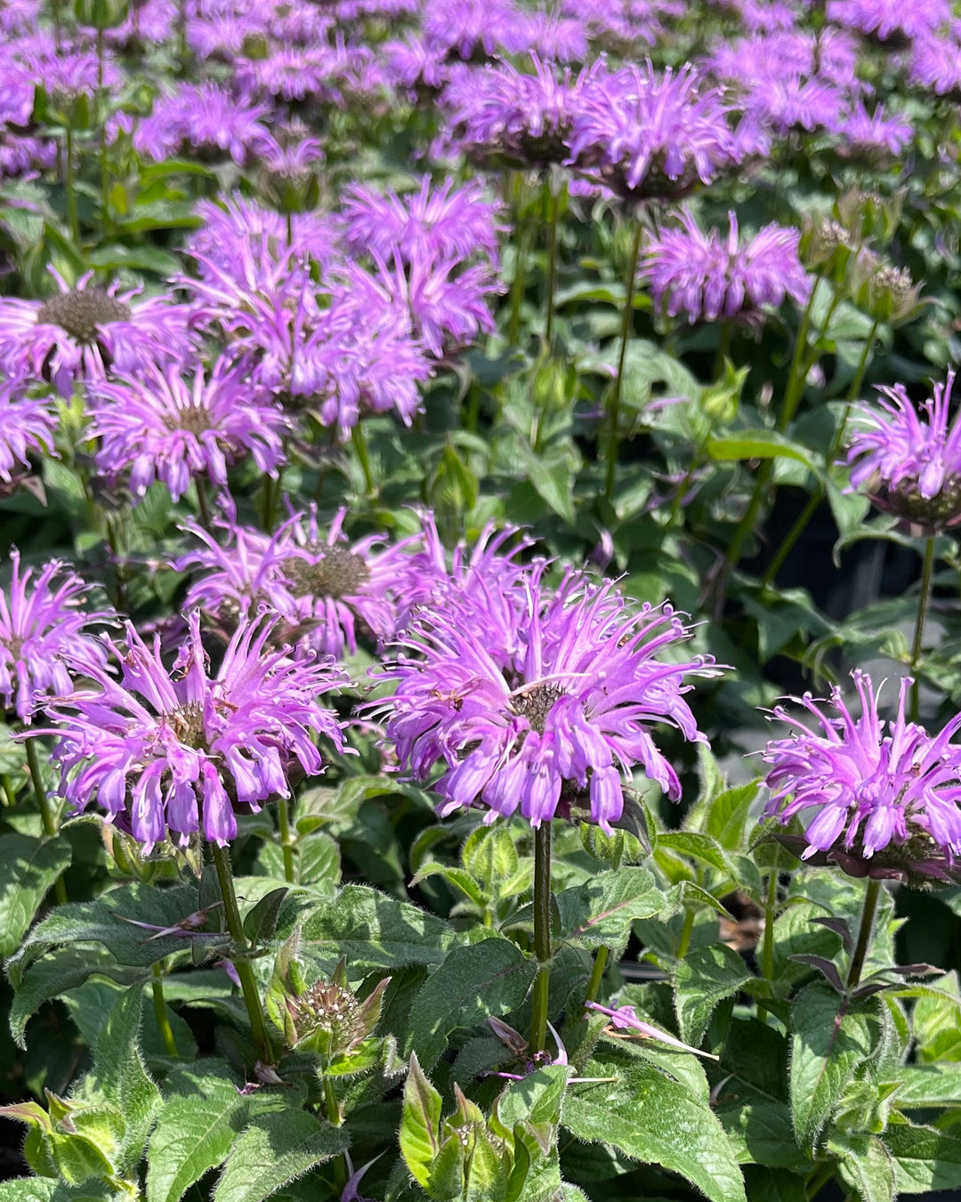 Monarda x 'Blue Moon' (Sugar Buzz® Bee Balm)