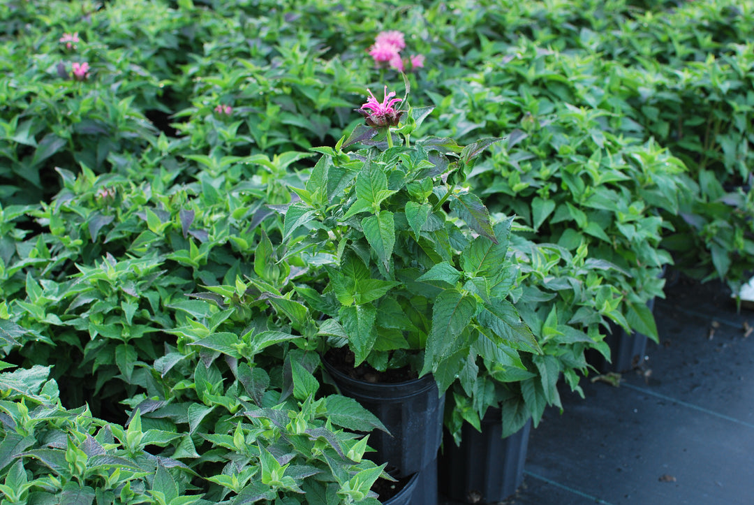 Monarda x 'Bubblegum Blast' (Sugar Buzz® Bee Balm)