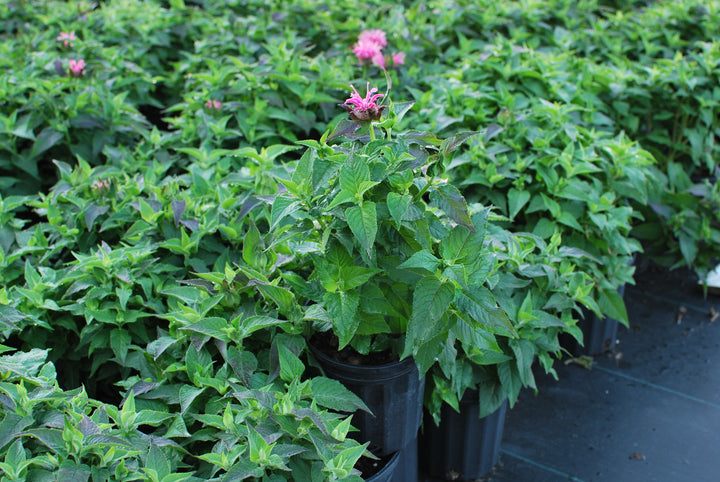 Monarda x 'Bubblegum Blast' (Sugar Buzz® Bee Balm)