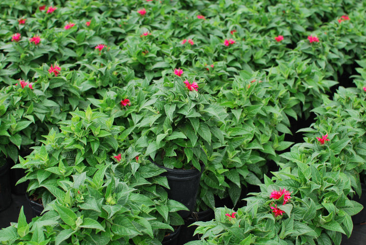 Monarda x 'Cherry Pops' (Sugar Buzz® Bee Balm)