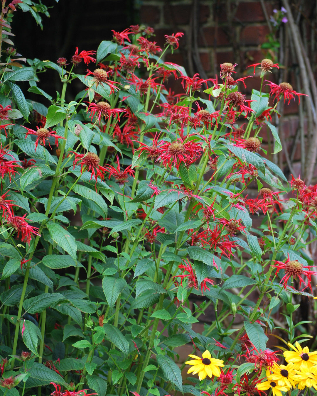 Monarda didyma 'Jacob Cline' (Bee Balm)