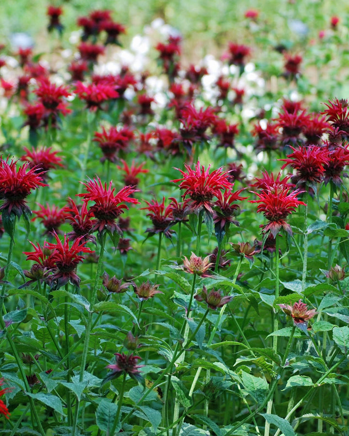 Monarda didyma 'Jacob Cline' (Bee Balm)