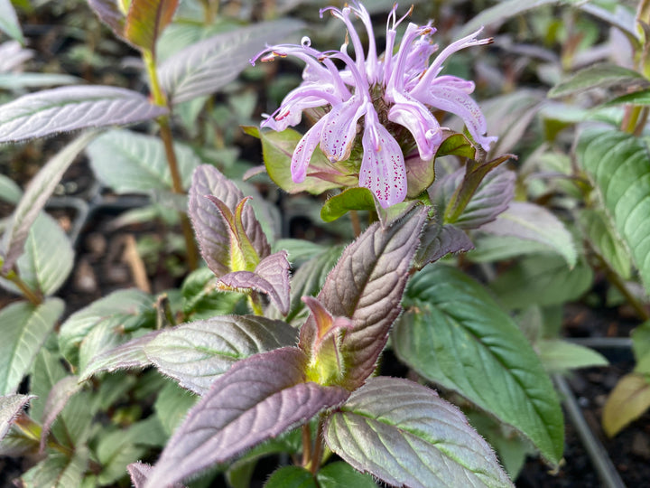 Monarda bradburiana 'Midnight Oil' (Eastern Beebalm)
