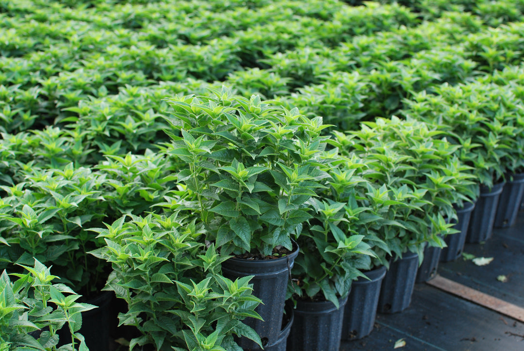Monarda didyma 'Petite Delight' (Dwarf Bee Balm)