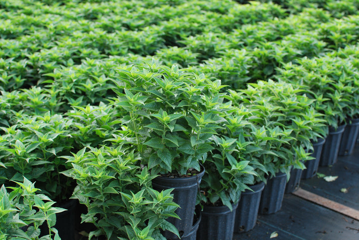 Monarda didyma 'Petite Delight' (Dwarf Bee Balm)