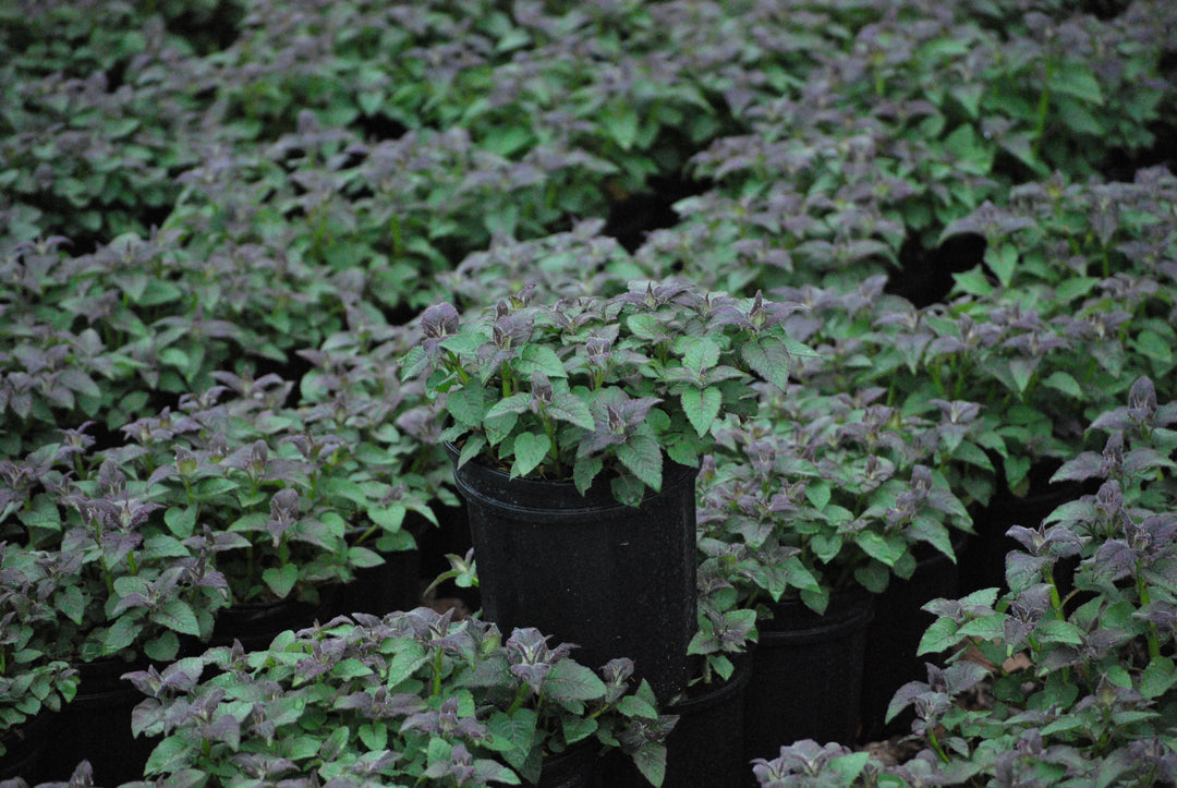 Monarda x 'Raspberry Wine' (Bee Balm)