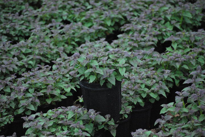 Monarda x 'Raspberry Wine' (Bee Balm)