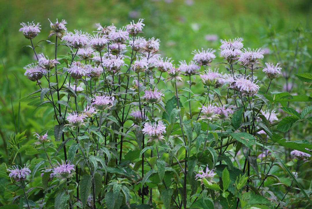 Monarda fistulosa (Wild bergamot)