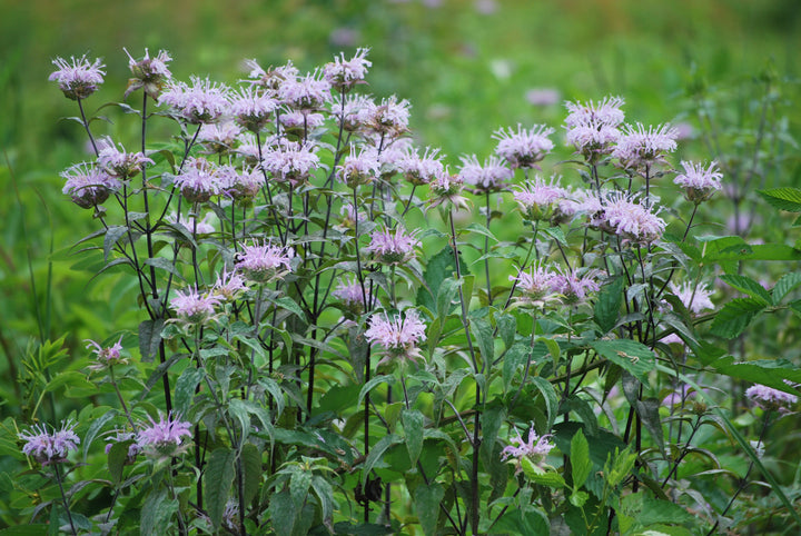 Monarda fistulosa (Wild bergamot)
