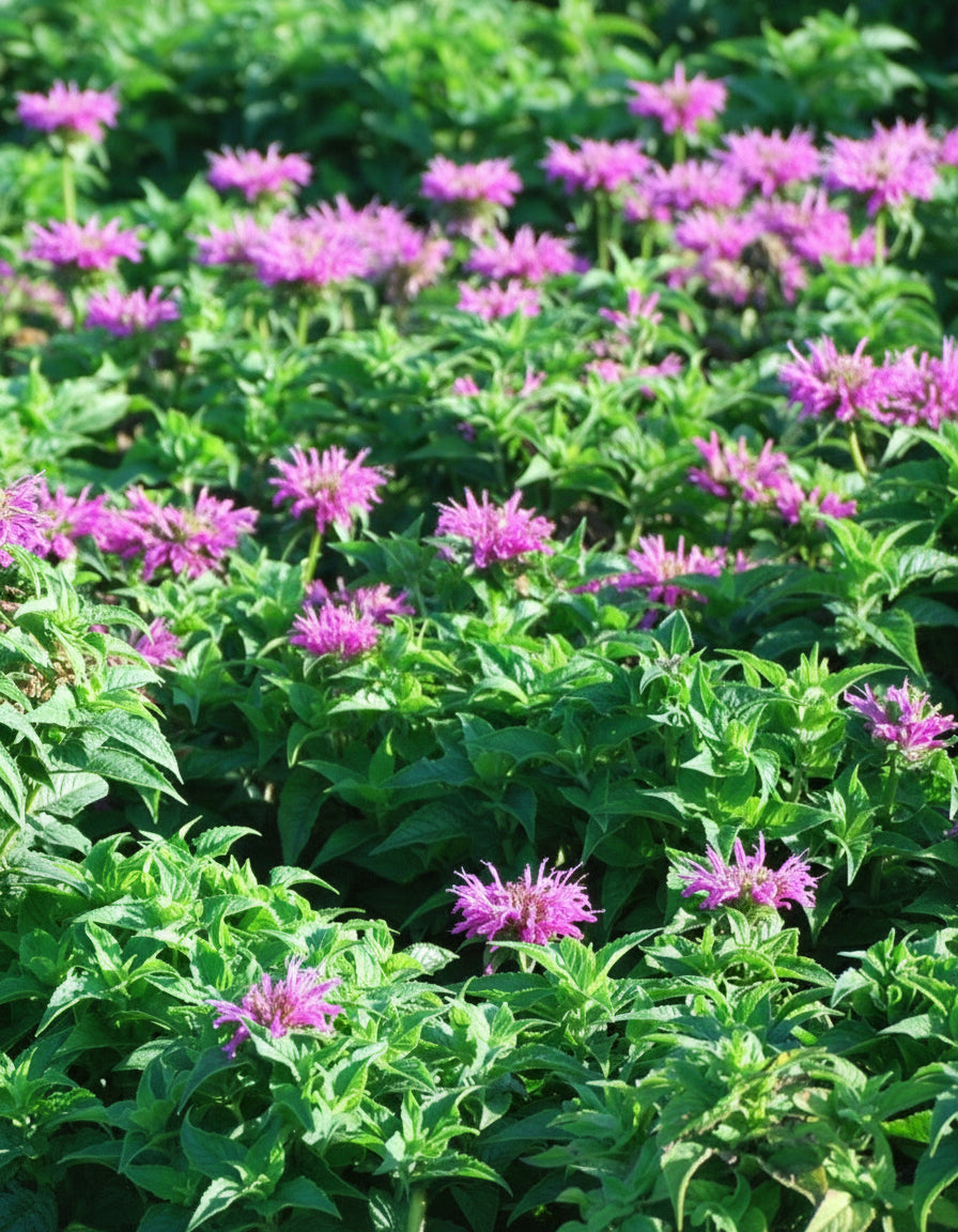 Monarda didyma 'Petite Delight' (Dwarf Bee Balm)