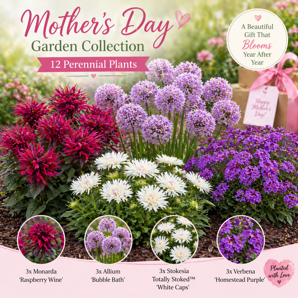 フラワー・ガーデニング Sunday's Mama Mother's Day Perennial Collection – 12 Plants – Perennial Farm