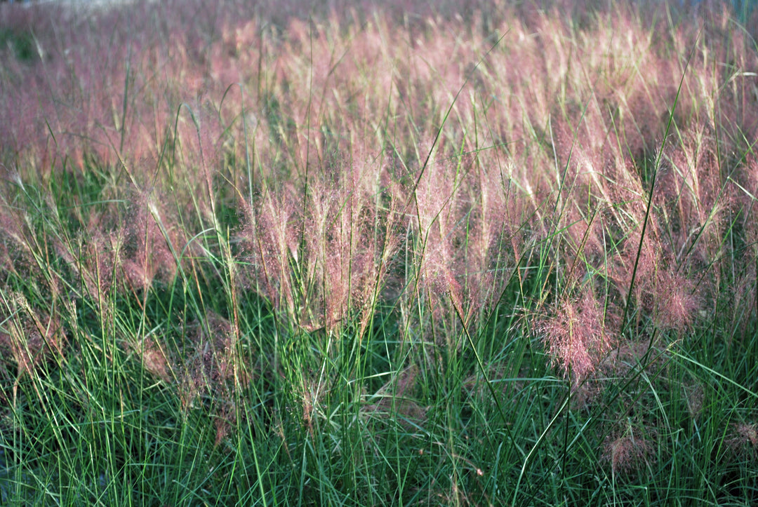 Muhlenbergia capillaris (Pink Muhly Grass)