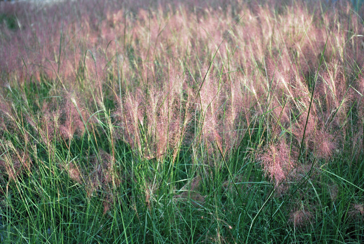 Muhlenbergia capillaris (Pink Muhly Grass)