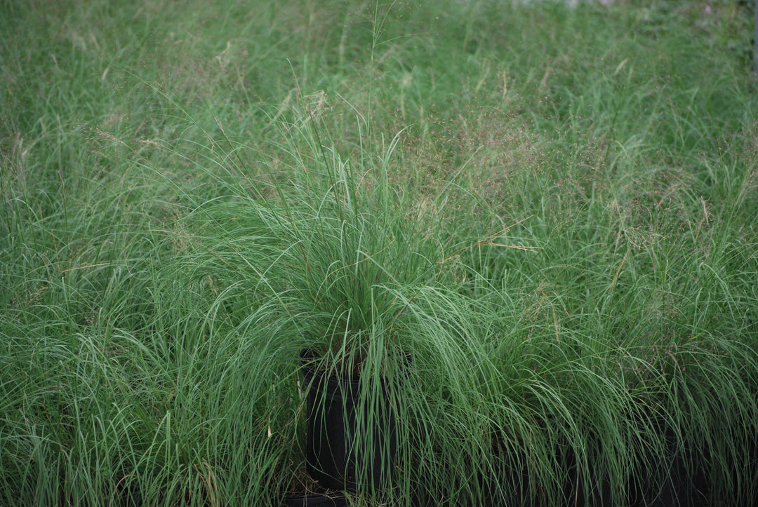 Muhlenbergia reverchonii Undaunted® (Ruby Muhly Grass)