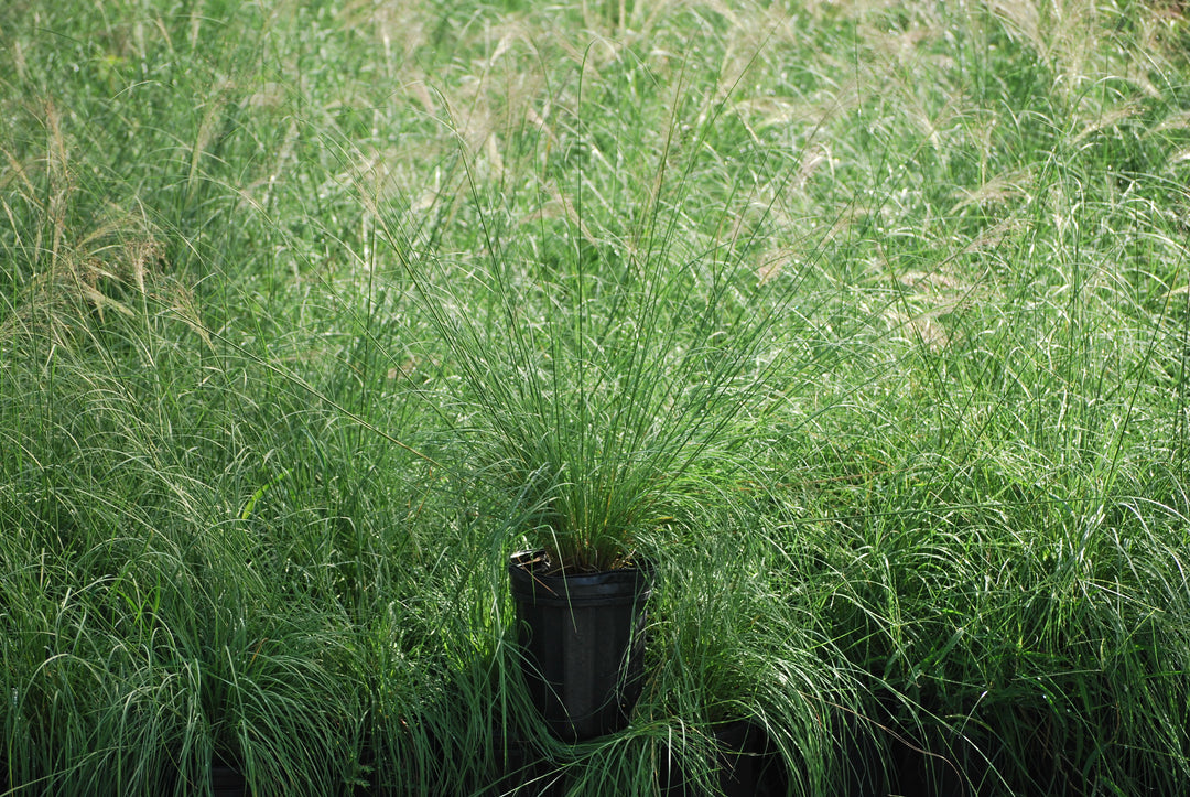 Muhlenbergia reverchonii Undaunted® (Ruby Muhly Grass)