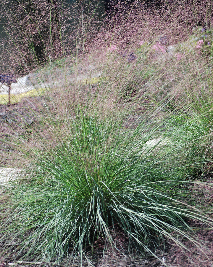 Muhlenbergia reverchonii Undaunted® (Ruby Muhly Grass)