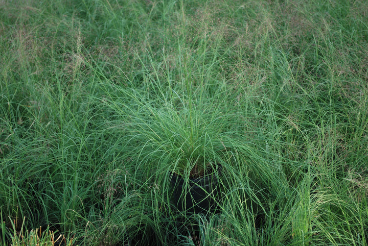 Muhlenbergia reverchonii Undaunted® (Ruby Muhly Grass)