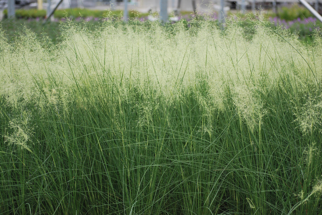 Muhlenbergia capillaris 'White Cloud' (Muhly Grass)