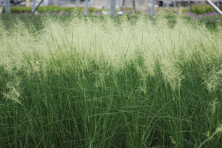 Muhlenbergia capillaris 'White Cloud' (Muhly Grass)