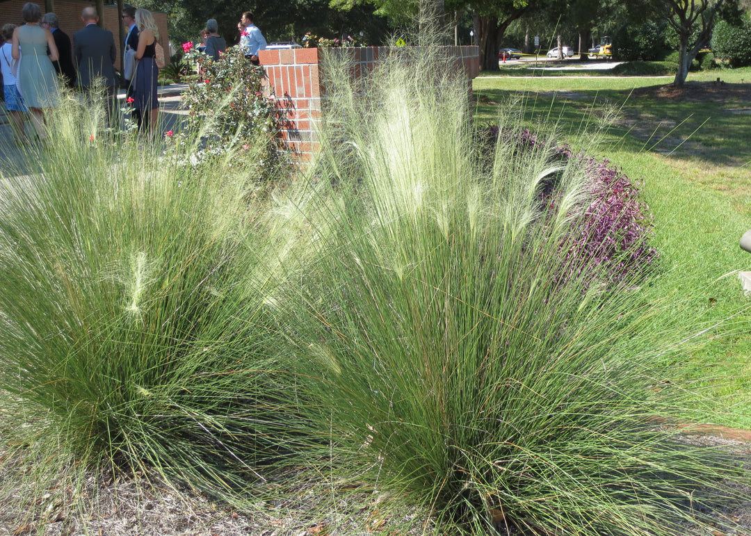 Muhlenbergia capillaris 'White Cloud' (Muhly Grass)