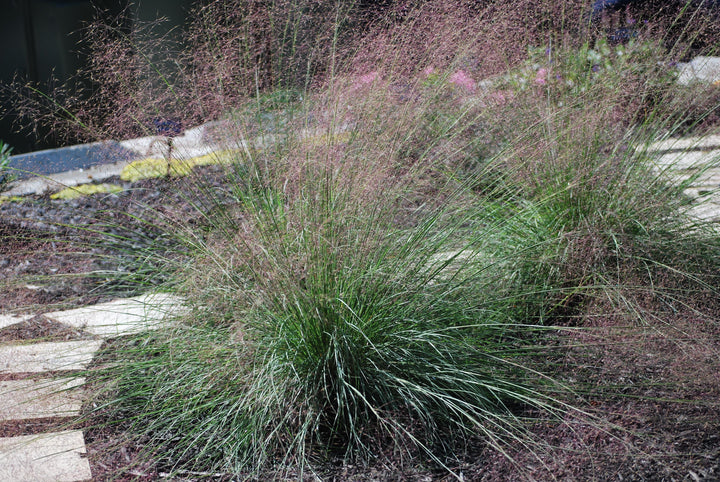 Muhlenbergia reverchonii Undaunted® (Ruby Muhly Grass)