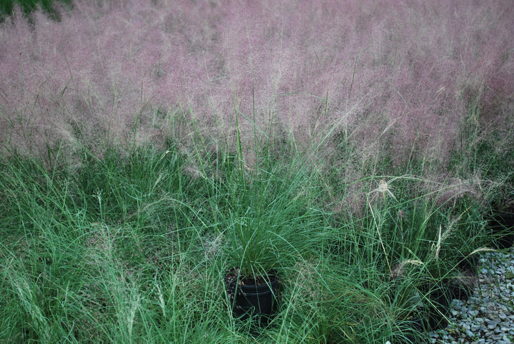 Muhlenbergia capillaris (Pink Muhly Grass)
