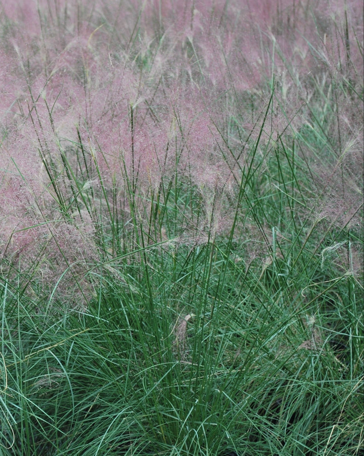 Muhlenbergia capillaris (Pink Muhly Grass)