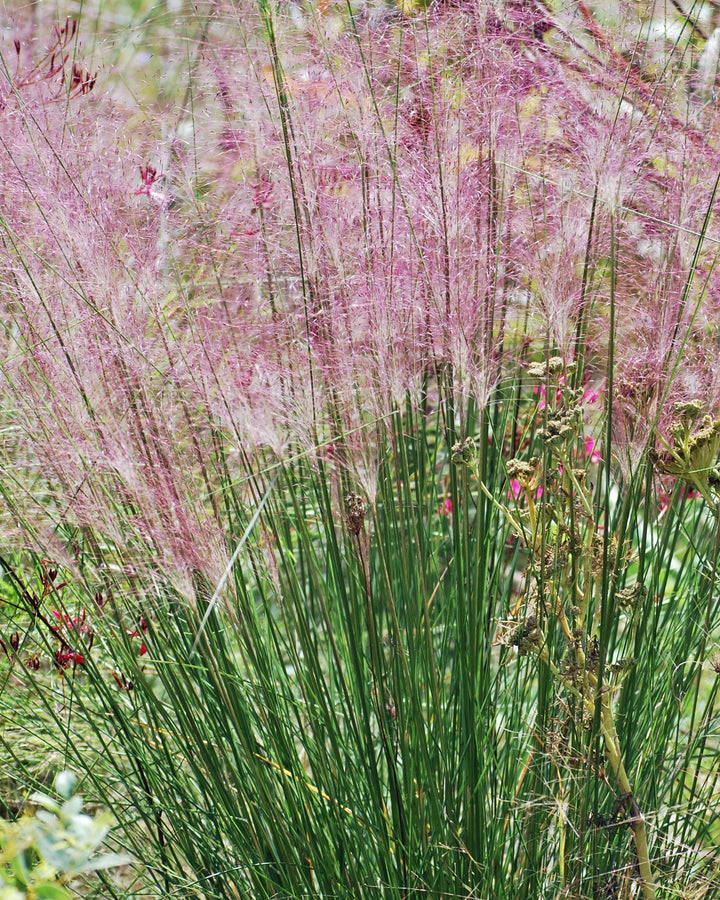 Muhlenbergia capillaris (Pink Muhly Grass)