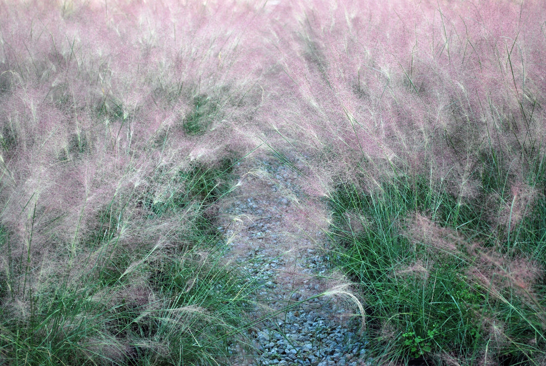 Muhlenbergia capillaris (Pink Muhly Grass)